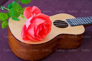 گیتار شاخه گل قرمز گروه موسیقی