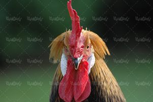 خروس پرورش مرغ کاکل خروس مرغداری