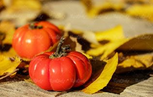گوجه فرنگی میوه فروشی میوه سرا