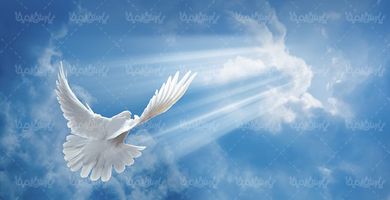 جلوه نور کبوتر سفید بندگی نیایش با خدا