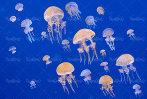 منظره زیر دریا عروس دریایی