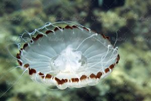 منظره زیر دریا عروس دریایی