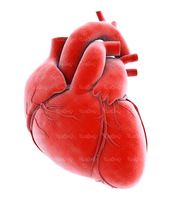 امعاء و احشاء بدن قلب سه بعدی