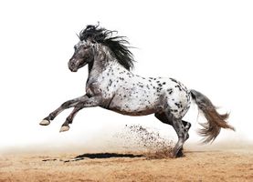 پرورش اسب اسب وحشی