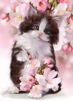 گربه ملوس گل بهار تابلوی نقاشی گربه