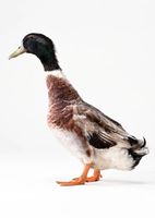 مرغابی اردک 9