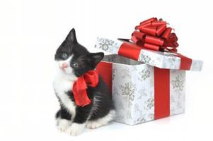 بسته کادو هدیه گربه