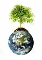 کره زمین نهال درخت