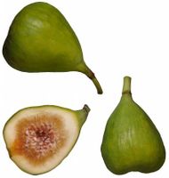 میوه انجیر