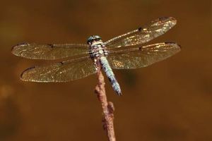 حشرات قاصدک