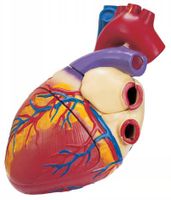 بدن انسان قلب اعضای بدن