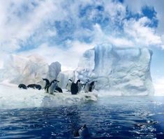 قطب شمال اقیانوس پنگوئن