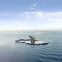 دریا اقیانوس خرس قطبی یخ