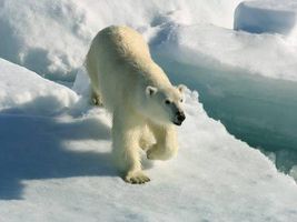 دریا اقیانوس خرس قطبی یخ 2