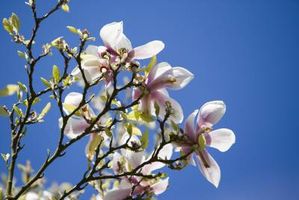 منظره طبیعت بهار درخت شکوفه