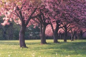 باغ درخت شکوفه طبیعت بهار 1