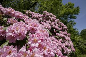 باغ درخت شکوفه طبیعت بهار 2