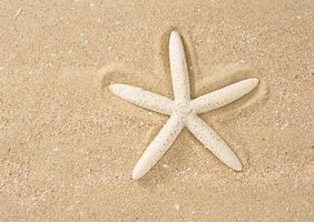 ستاره دریایی ساحل