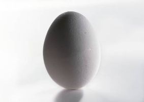 تخم مرغ پروتئین مرغداری