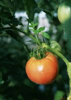 زراعت کشاورزی کاشت گوجه فرنگی