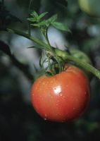 زراعت کشاورزی کاشت گوجه فرنگی 1