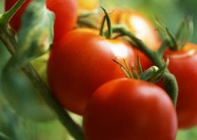زراعت کشاورزی کاشت گوجه فرنگی 4