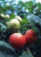 زراعت کشاورزی کاشت گوجه فرنگی 5