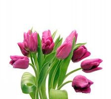گل فروشی گل طبیعی بهار 3