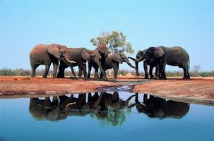 حیات وحش جانور پستانداران فیل برکه آب