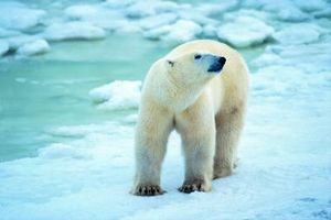 خرس قطبی قطب شمال سرما