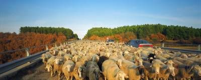 جاده ماشین عبور دام گوسفند