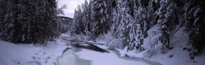 جنگل رودخانه زمستان برف سرما