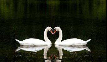 دریاچه مرغابی عشق علاقه