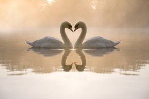 دریاچه مرغابی عشق علاقه 1