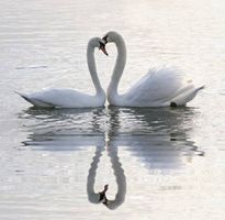 دریاچه مرغابی عشق علاقه 2