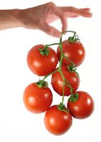گوجه فرنگی کشاورزی محصول 1