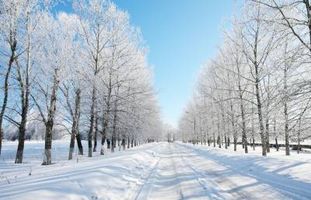 راه مسیر زمستان برف درخت