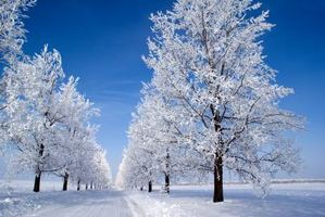 درخت طبیعت زمستان برف سرما 1