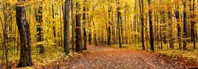 طبیعت پاییز جنگل درخت مسیر منظره
