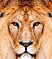 سلطان جنگل حیات وحش شیر حیوان 1