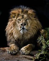 سلطان جنگل حیات وحش شیر حیوان 3