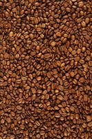 دانه قهوه محصول کشاورزی