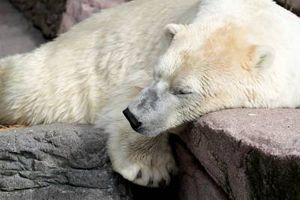 قطب شمال خرس قطبی سرما