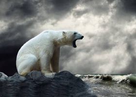 قطب شمال خرس قطبی سرما 1