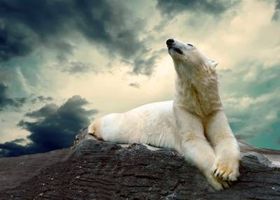 قطب شمال خرس قطبی سرما 2