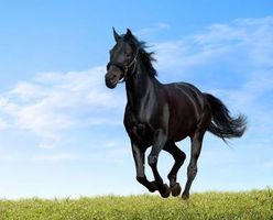 اسب سیاه حیوان 2
