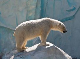 خرس قطبی سرما حیوان پستاندار