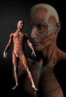 بدن انسان عضله بافت علم پزشکی