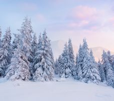 کوهستان درخت برف سرما زمستان 1