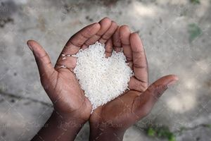 برنج کف دست برنج فروشی 